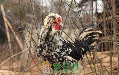 詳細(xì)閱讀:赤荔鳳冠魚喂什么好(赤荔鳳冠魚的喂養(yǎng)注意事項(xiàng)) 赤荔鳳冠魚喂什么好(赤荔鳳冠魚的喂養(yǎng)注意事項(xiàng))