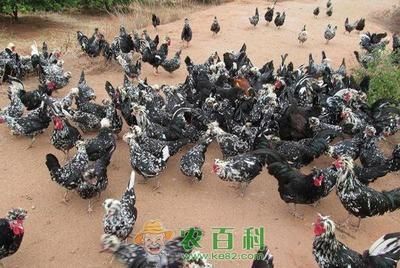 詳細(xì)閱讀:赤荔鳳冠魚喂什么好(赤荔鳳冠魚的喂養(yǎng)注意事項(xiàng)) 赤荔鳳冠魚喂什么好(赤荔鳳冠魚的喂養(yǎng)注意事項(xiàng))