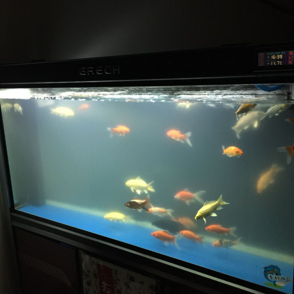 grech是什么牌子的魚缸多少錢：grech魚缸價格grech魚缸價格介紹