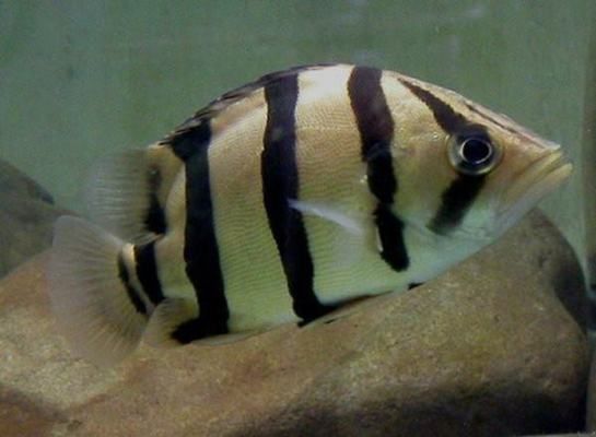 印虎魚(yú)能長(zhǎng)多大：印尼虎魚(yú)的生長(zhǎng)潛力受到多種因素影響，印尼虎魚(yú)能長(zhǎng)多大
