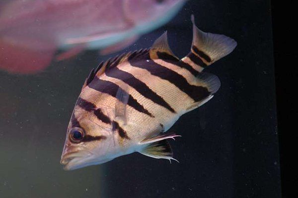 印虎魚(yú)能長(zhǎng)多大：印尼虎魚(yú)的生長(zhǎng)潛力受到多種因素影響，印尼虎魚(yú)能長(zhǎng)多大