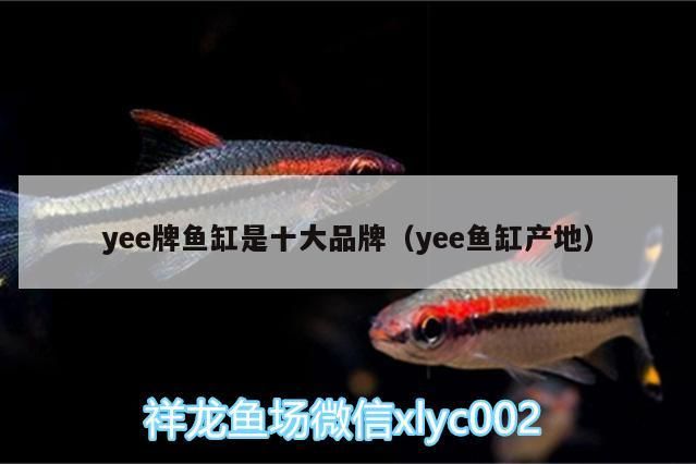 yee牌魚缸是十大品牌（yee魚缸產地）