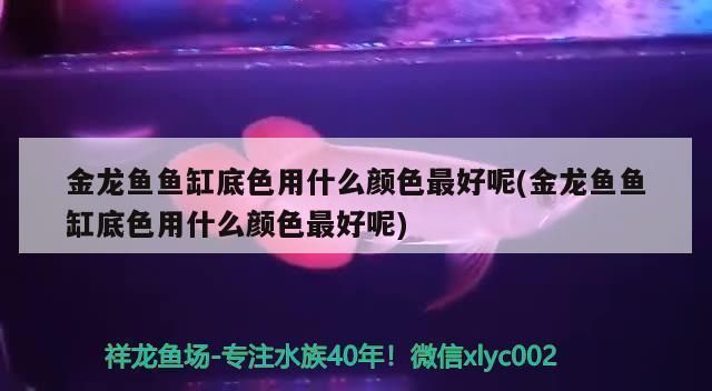 金龍魚魚缸底色用什么顏色最好看，金龍魚魚缸底色選擇指南,金龍魚觀賞價值提升技巧