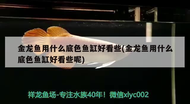 金龍魚魚缸底色用什么顏色最好看，金龍魚魚缸底色選擇指南,金龍魚觀賞價值提升技巧