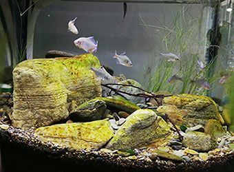 雪龍魚轉讓（雪龍魚價格）