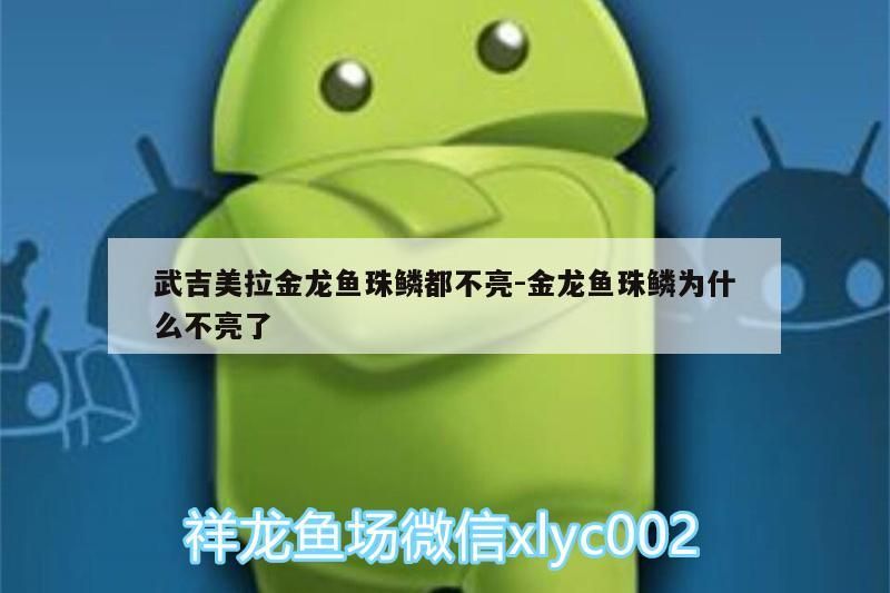 武吉美拉金龍魚珠鱗都不亮:金龍魚珠鱗為什么不亮了 武吉美拉金龍魚珠鱗都不亮:金龍魚珠鱗為什么不亮了 武吉美拉金龍魚