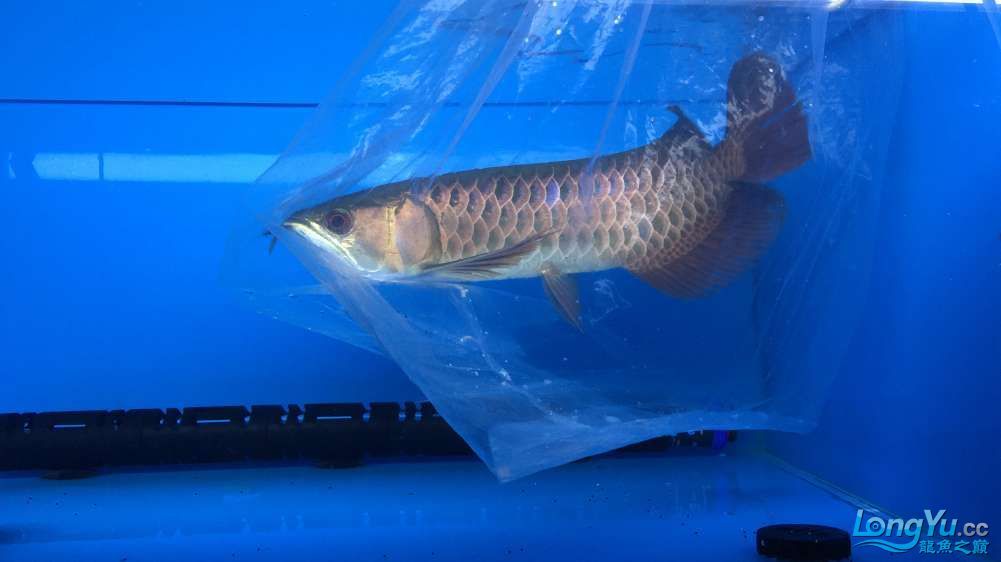 編號:0885李亞四古典金目測35CM+內附