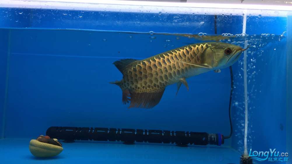 編號:0885李亞四古典金目測35CM+內附 李亞四龍魚 第4張 編號:0885李亞四古典金目測35CM+內附 編號:0885李亞四古典金目測35CM+內附 李亞四龍魚 第4張
