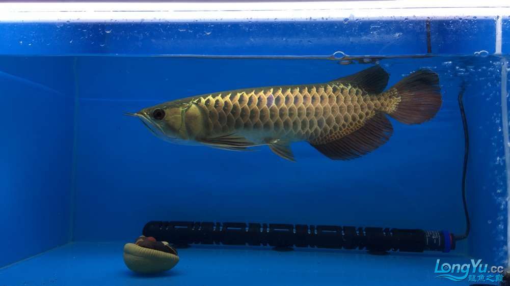 編號:0885李亞四古典金目測35CM+內附 李亞四龍魚 第5張 編號:0885李亞四古典金目測35CM+內附 編號:0885李亞四古典金目測35CM+內附 李亞四龍魚 第5張