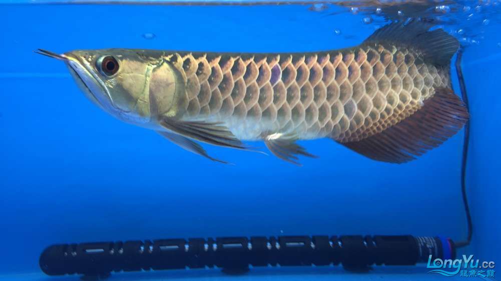 編號:0885李亞四古典金目測35CM+內附 李亞四龍魚 第6張 編號:0885李亞四古典金目測35CM+內附 編號:0885李亞四古典金目測35CM+內附 李亞四龍魚 第6張