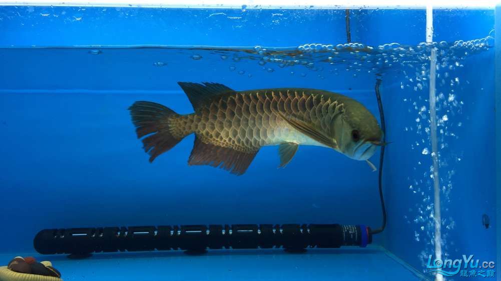 編號:0885李亞四古典金目測35CM+內附 李亞四龍魚 第7張 編號:0885李亞四古典金目測35CM+內附 編號:0885李亞四古典金目測35CM+內附 李亞四龍魚 第7張