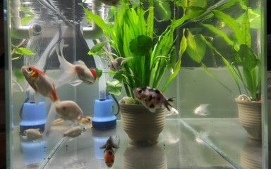蝴蝶鯉魚苗養(yǎng)殖注意事項（全球觀賞魚文化探秘）