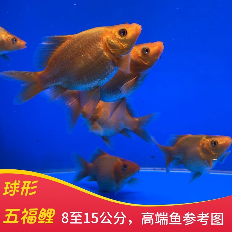 蝴蝶鯉魚苗養(yǎng)殖注意事項（全球觀賞魚文化探秘）