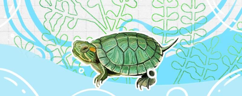 小鯊魚觀賞魚多少錢一條啊（ 小鯊魚價(jià)格多少錢一條）