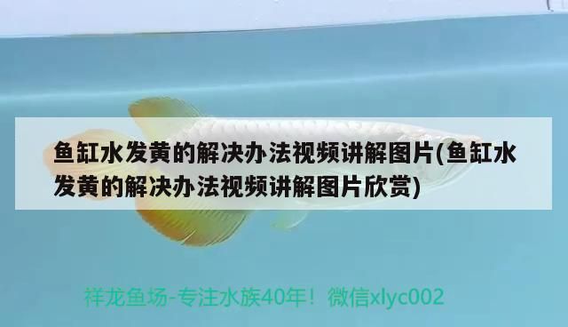 魚(yú)缸水發(fā)黃的解決辦法視頻講解圖片(魚(yú)缸水發(fā)黃的解決辦法視頻講解圖片欣賞)
