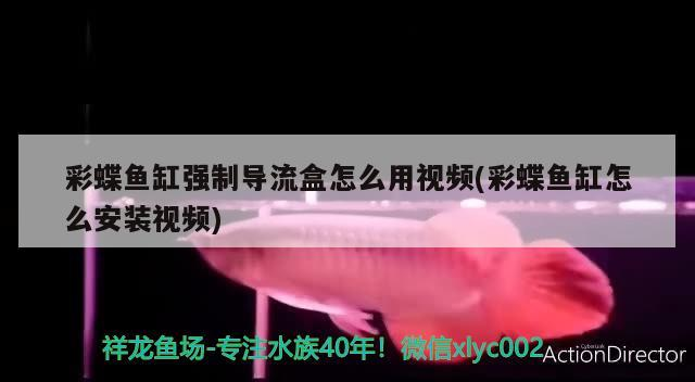 銅川新區哪里有賣魚缸的店子呢 銅川新區哪里有賣魚缸的店子呢多少錢