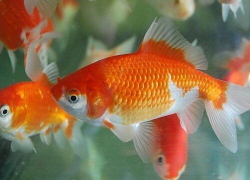 金龍魚(yú)是外資還是國(guó)企（金龍魚(yú)是外資還是國(guó)企是上市公司嗎）