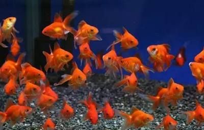 寵物觀賞魚有哪些品種好養（觀賞魚是常見的冷水觀賞魚,觀賞魚具有瑪麗魚體態嬌小輕盈）