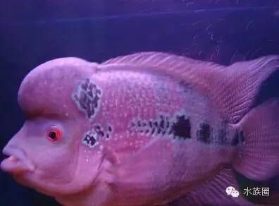 寵物觀賞魚有哪些品種好養（觀賞魚是常見的冷水觀賞魚,觀賞魚具有瑪麗魚體態嬌小輕盈）