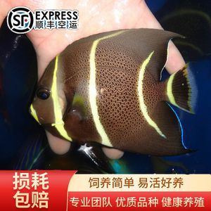 寵物觀賞魚有哪些品種好養（觀賞魚是常見的冷水觀賞魚,觀賞魚具有瑪麗魚體態嬌小輕盈）