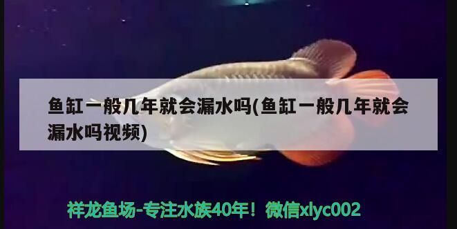魚缸一般幾年就會漏水嗎(魚缸一般幾年就會漏水嗎視頻)