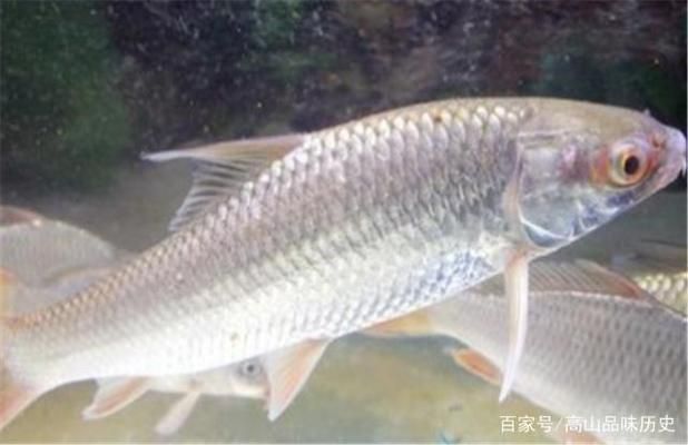 中國(guó)最貴的龍魚(yú)排名榜前十名：探秘中國(guó)龍魚(yú)界天價(jià)傳奇，最貴龍魚(yú)排名榜背后的奧秘