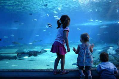 水族館店鋪里有什么動(dòng)物名字