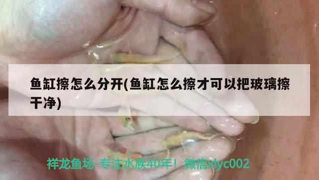 金龍魚的畫法速寫（金龍魚的畫法速寫圖片）