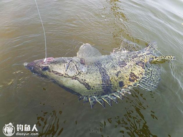 金龍魚用馬印原子光盒：金龍魚使用馬印原子光盒可以增強發(fā)色和提高觀賞價值