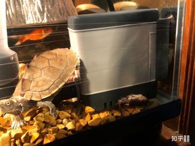 混養(yǎng)水族箱的美觀布置技巧，混養(yǎng)水族箱的美觀布置技巧有哪些？