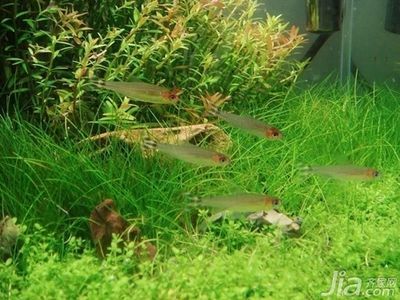 混養水族箱的美觀布置技巧，混養水族箱的美觀布置技巧有哪些？