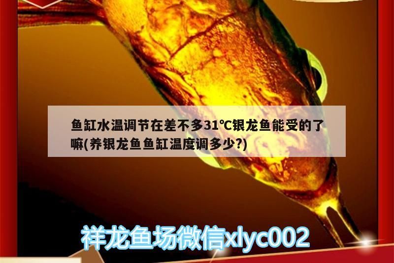 魚缸水溫調(diào)節(jié)在差不多31℃銀龍魚能受的了嘛(養(yǎng)銀龍魚魚缸溫度調(diào)多少?)