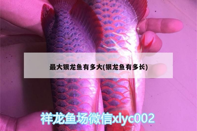 最大銀龍魚有多大(銀龍魚有多長(zhǎng))