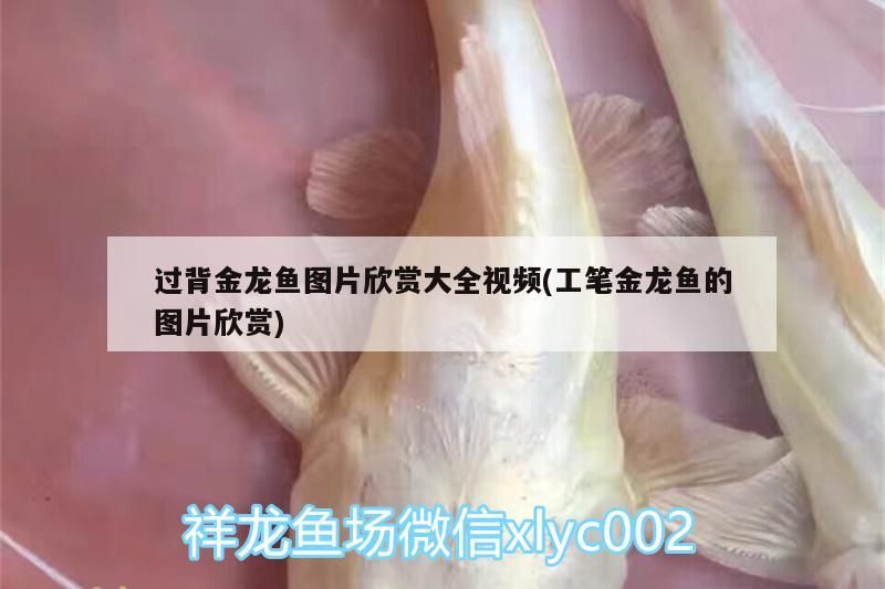 過背金龍魚圖片欣賞大全視頻(工筆金龍魚的圖片欣賞)