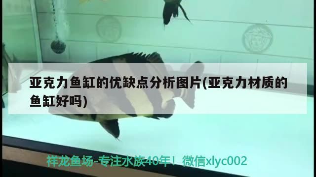 亞克力魚缸的優缺點分析圖片(亞克力材質的魚缸好嗎)