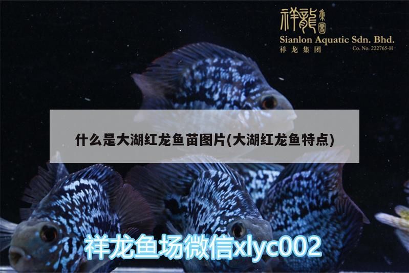 什么是大湖紅龍魚苗圖片(大湖紅龍魚特點)