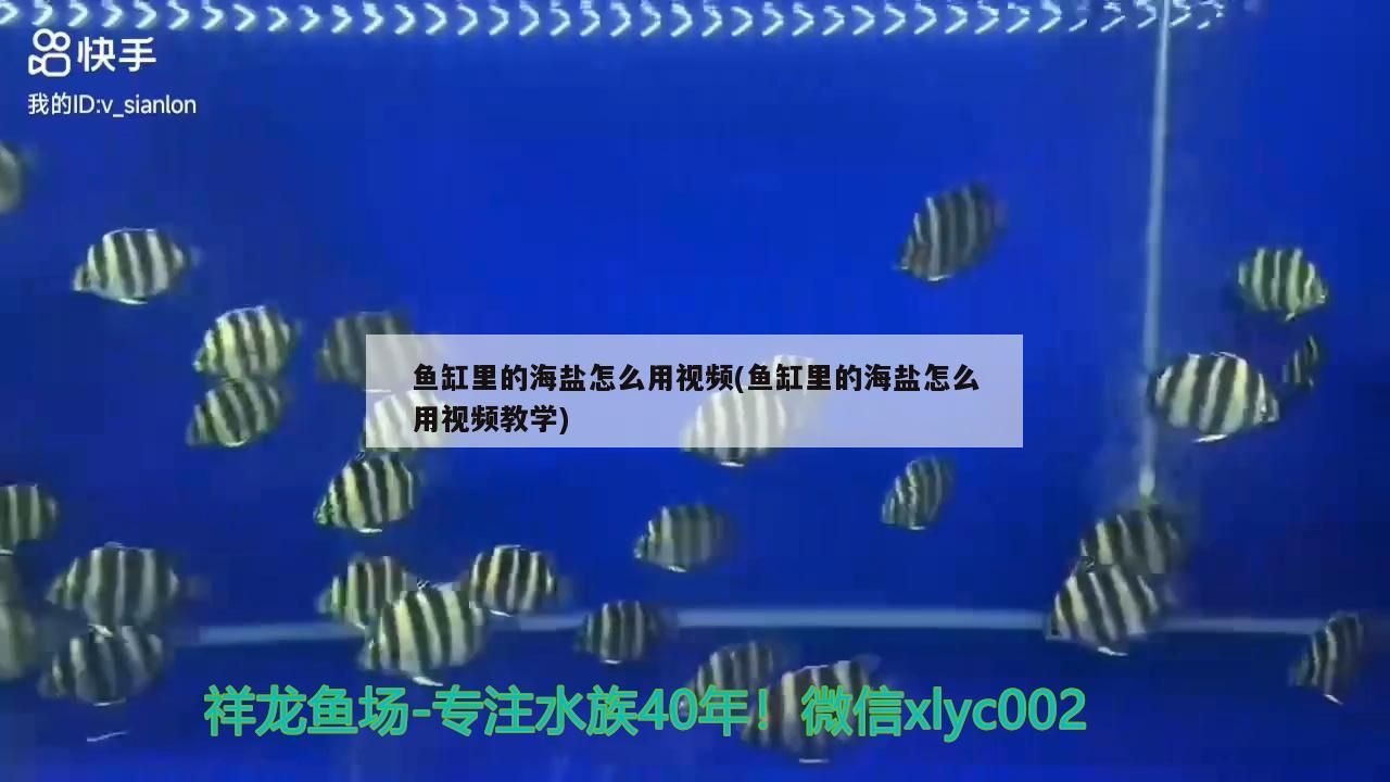 魚(yú)缸里的海鹽怎么用視頻(魚(yú)缸里的海鹽怎么用視頻教學(xué))