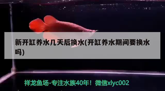 新開缸養(yǎng)水幾天后換水(開缸養(yǎng)水期間要換水嗎)
