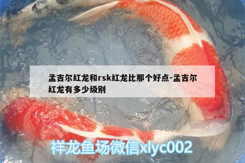 孟吉爾紅龍和rsk紅龍比那個好點:孟吉爾紅龍有多少級別