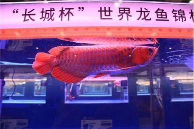 一方水族注冊商標是什么意思：\"一方水族注冊商標\"是什么意思