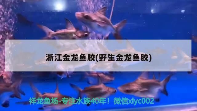 浙江金龍魚膠(野生金龍魚膠)