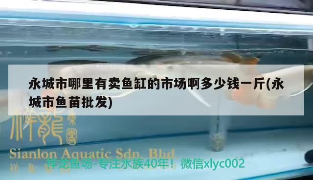 永城市哪里有賣魚缸的市場啊多少錢一斤(永城市魚苗批發(fā))