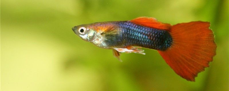 孔雀魚難產有什么表現難產死了怎么辦