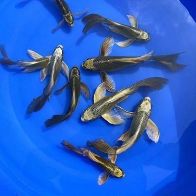 黃金龍錦鯉魚怎么養(yǎng)