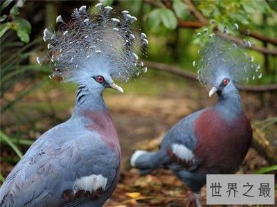 鳳冠魚的營養價值（鳳冠魚的營養價值主要意義在其營養價值主要意義）