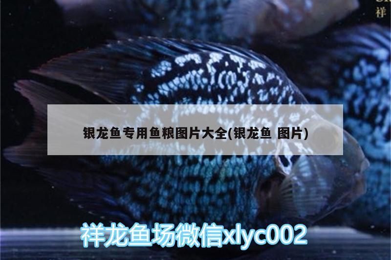 銀龍魚專用魚糧圖片大全(銀龍魚圖片)
