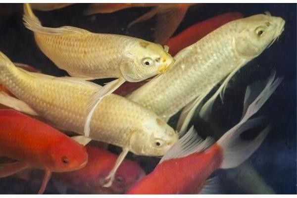 <strong><mark>海南</mark></strong>觀賞魚有哪些種類（全球觀賞魚種類大盤點）