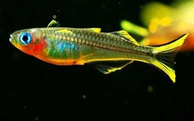 海南觀賞魚有哪些種類（全球觀賞魚種類大盤點(diǎn)）