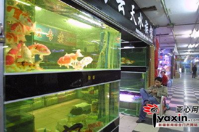 觀賞魚店面裝修效果圖（觀賞魚店面裝修效果圖和裝修風(fēng)格指南店面裝修效果圖） 觀賞魚店面裝修效果圖（觀賞魚店面裝修效果圖和裝修風(fēng)格指南店面裝修效果圖） 帝龍漁業(yè) 第2張