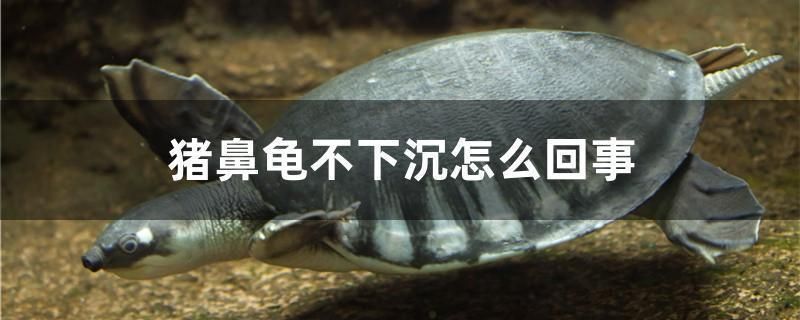 豬鼻龜愛動還是不愛動好養(yǎng)：豬鼻龜不愛動怎么辦